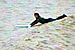 Random Severn Bore Surfing Photo 5.